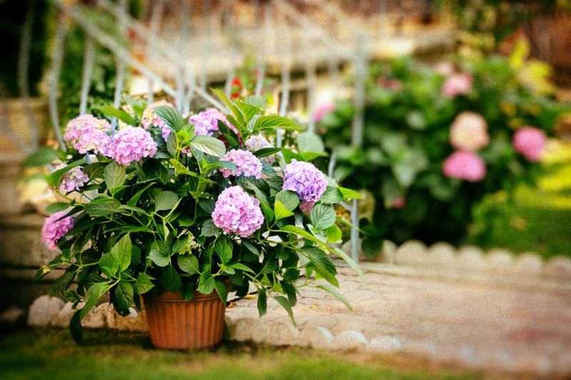 Hydrangea Basic Info, The Best Time to Plant Hydrangeas, Where to Plant Hydrangeas, How to Plant Hydrangeas, What to Do If Your Hydrangea is Pot-Bound , How Often to Water Hydrangeas , Do Hydrangeas Need Fertilizer?, How to Change Hydrangea Color, Should I Prune My Hydrangeas?, Deadheading Hydrangeas, How to Grow Hydrangeas in a Pot