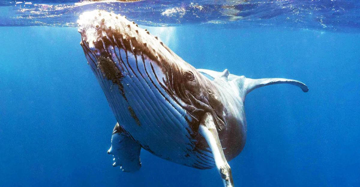 Humpback Whales, Bubble Rings, Intentional Displays, Communication In The Sea, Why Are They Doing It?, Aiding Extraterrestrial Research, Twain, The Whale, Changing Our Understanding Of Intelligence