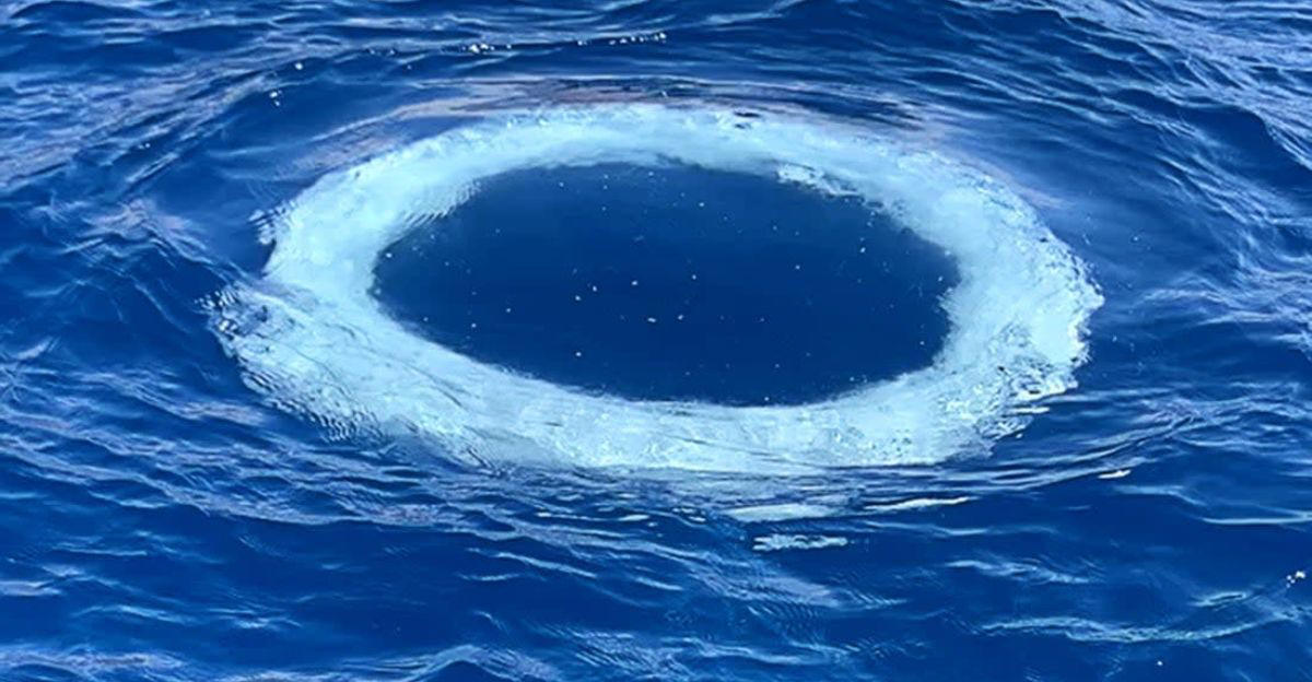 Humpback Whales, Bubble Rings, Intentional Displays, Communication In The Sea, Why Are They Doing It?, Aiding Extraterrestrial Research, Twain, The Whale, Changing Our Understanding Of Intelligence