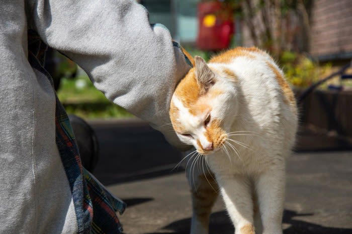猫が人を慰める行動は本当に存在するのか？, 猫が『泣いている人を慰める』説は本当？考えられる3つの理由, 1.猫がにおい（フェロモン）の変化を感知し近寄るから, 2.猫が声や音の変化に反応して様子を見に来るから, 3.飼い主の行動パターンの変化を不思議がるから, 猫が見せる「寄り添い行動」, 頭や体をすり寄せる, そっと手や顔を舐める