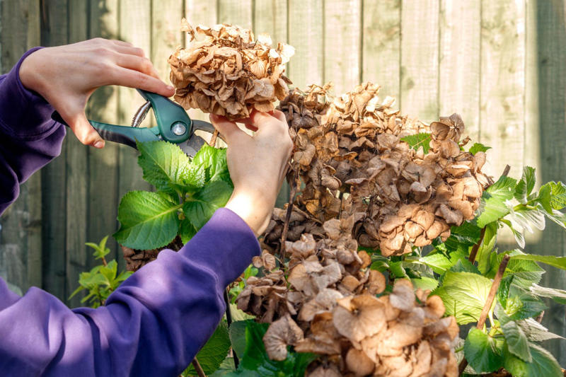 Hydrangea Basic Info, The Best Time to Plant Hydrangeas, Where to Plant Hydrangeas, How to Plant Hydrangeas, What to Do If Your Hydrangea is Pot-Bound , How Often to Water Hydrangeas , Do Hydrangeas Need Fertilizer?, How to Change Hydrangea Color, Should I Prune My Hydrangeas?, Deadheading Hydrangeas, How to Grow Hydrangeas in a Pot