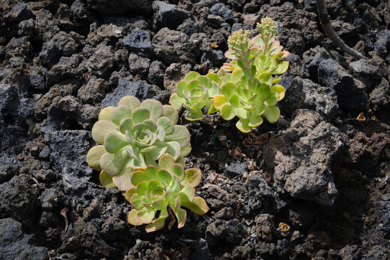 A nation of fire, Volcanic island emerges, Lava builds resilience, Eruption longevity, Mythical namesake, Geological insights, Strict protection, First life arrives, Slow start, Avian diversity, Insect arrivals, Web of life, Marine oasis, Scientific discoveries, World Heritage Site
