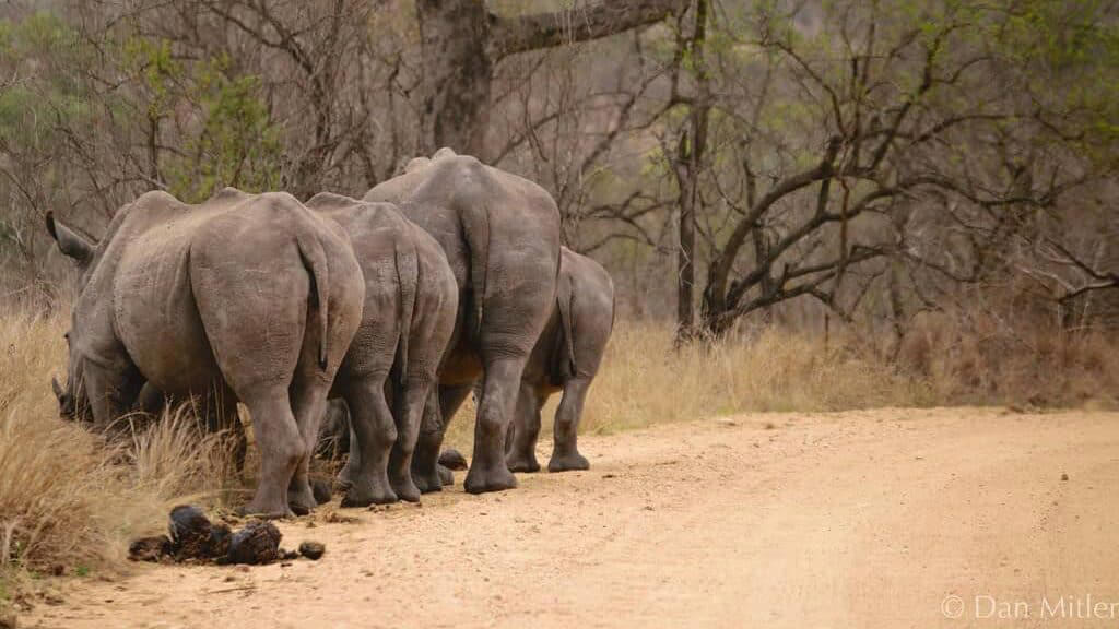 The The Historical Development of Captive Breeding, Notable Success Stories, Genetic Challenges and Management, Behavioral and Developmental Concerns, Resource Allocation and Conservation Triage, The "Noah's Ark" Fallacy, Ethical Dimensions and Animal Welfare, Technological Innovations in Captive Breeding, The One Plan Approach, Climate Change Implications