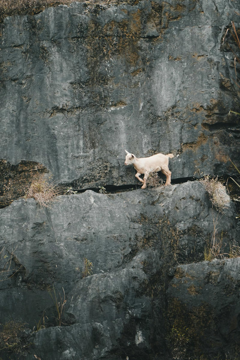 8. Mountain Goats 10. Beluga Whales, 9. Caribou, 8. Mountain Goats, 7. Orcas, 5. Bison, 4. Grizzly Bears, 3. Moose, 2. Polar Bears, 1. Spirit Bears
