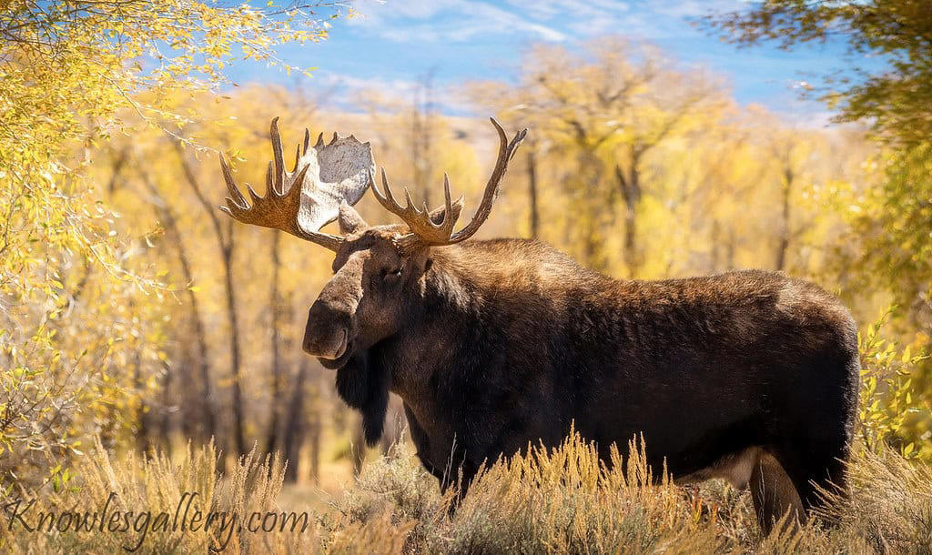 3. Moose 10. Beluga Whales, 9. Caribou, 8. Mountain Goats, 7. Orcas, 5. Bison, 4. Grizzly Bears, 3. Moose, 2. Polar Bears, 1. Spirit Bears