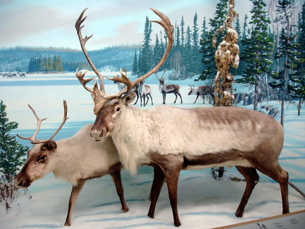 9. Caribou 10. Beluga Whales, 9. Caribou, 8. Mountain Goats, 7. Orcas, 5. Bison, 4. Grizzly Bears, 3. Moose, 2. Polar Bears, 1. Spirit Bears