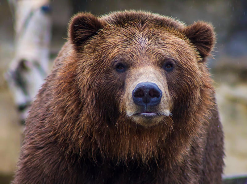 4. Grizzly Bears 10. Beluga Whales, 9. Caribou, 8. Mountain Goats, 7. Orcas, 5. Bison, 4. Grizzly Bears, 3. Moose, 2. Polar Bears, 1. Spirit Bears