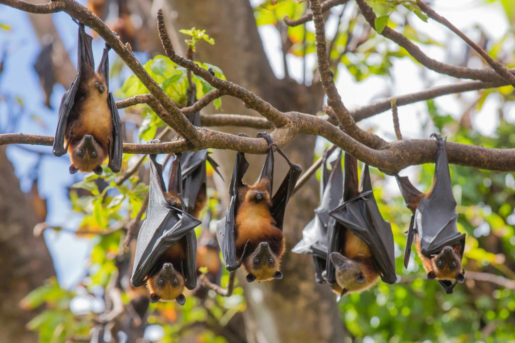 Scientists raise ‘urgent concerns’ over new bat viruses discovered in China What did the researchers find?, Why is this concerning?, What did the researchers do?, The issue with bats