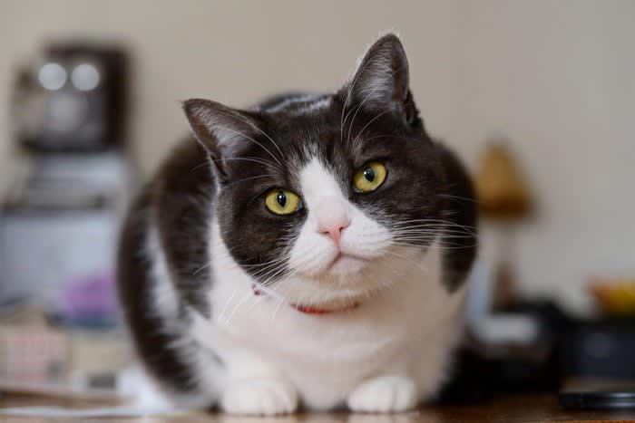 猫のアイコンタクトの意味5選, 1.愛情や信頼を示している, 2.ごはんや要求があるとき, 3.警戒している・観察中, 4.遊びモード・ちょっかいの合図, 5.体調不良や不快感の訴え, 目を見るのは“敵対サイン”ではないの？, 猫とアイコンタクトを取るときのポイント, ゆっくりまばたきは「大好き」のサイン, 強く見つめすぎない, 全身のサインをセットで読む