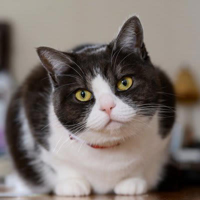 猫のアイコンタクトの意味5選, 1.愛情や信頼を示している, 2.ごはんや要求があるとき, 3.警戒している・観察中, 4.遊びモード・ちょっかいの合図, 5.体調不良や不快感の訴え, 目を見るのは“敵対サイン”ではないの？, 猫とアイコンタクトを取るときのポイント, ゆっくりまばたきは「大好き」のサイン, 強く見つめすぎない, 全身のサインをセットで読む