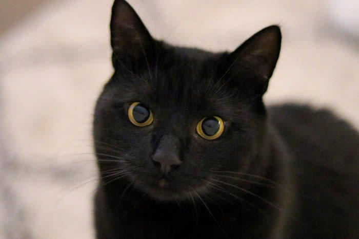 猫のアイコンタクトの意味5選, 1.愛情や信頼を示している, 2.ごはんや要求があるとき, 3.警戒している・観察中, 4.遊びモード・ちょっかいの合図, 5.体調不良や不快感の訴え, 目を見るのは“敵対サイン”ではないの？, 猫とアイコンタクトを取るときのポイント, ゆっくりまばたきは「大好き」のサイン, 強く見つめすぎない, 全身のサインをセットで読む