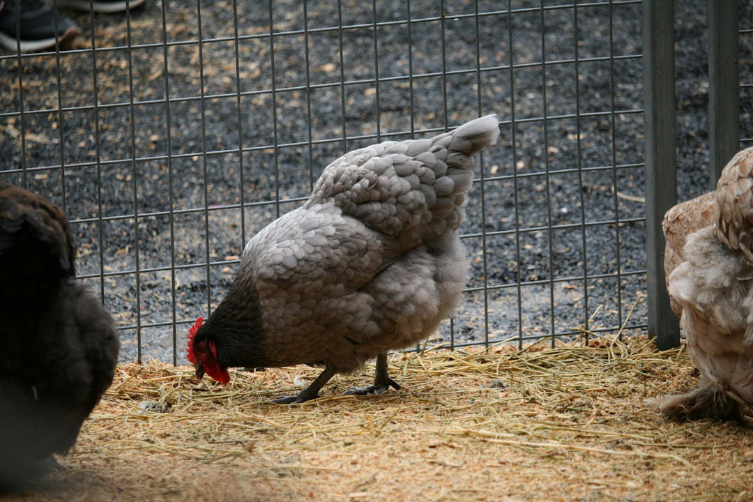 Rhode Island Red, Buff Orpington, Australorp, Plymouth Rock, New Hampshire Red, Wyandotte, Easter Egger