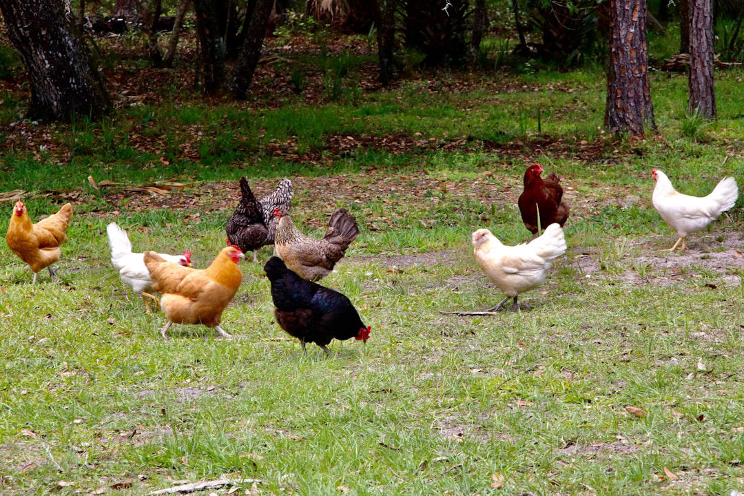 Rhode Island Red, Buff Orpington, Australorp, Plymouth Rock, New Hampshire Red, Wyandotte, Easter Egger