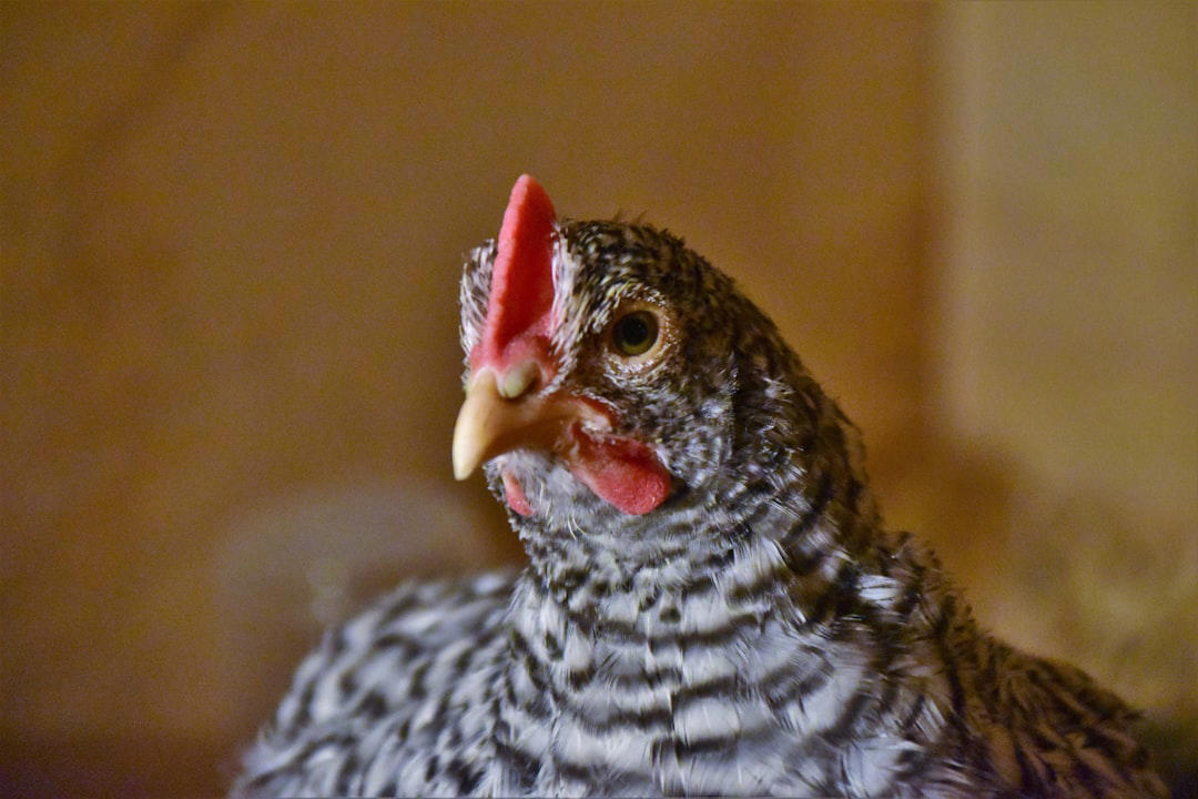 Rhode Island Red, Buff Orpington, Australorp, Plymouth Rock, New Hampshire Red, Wyandotte, Easter Egger