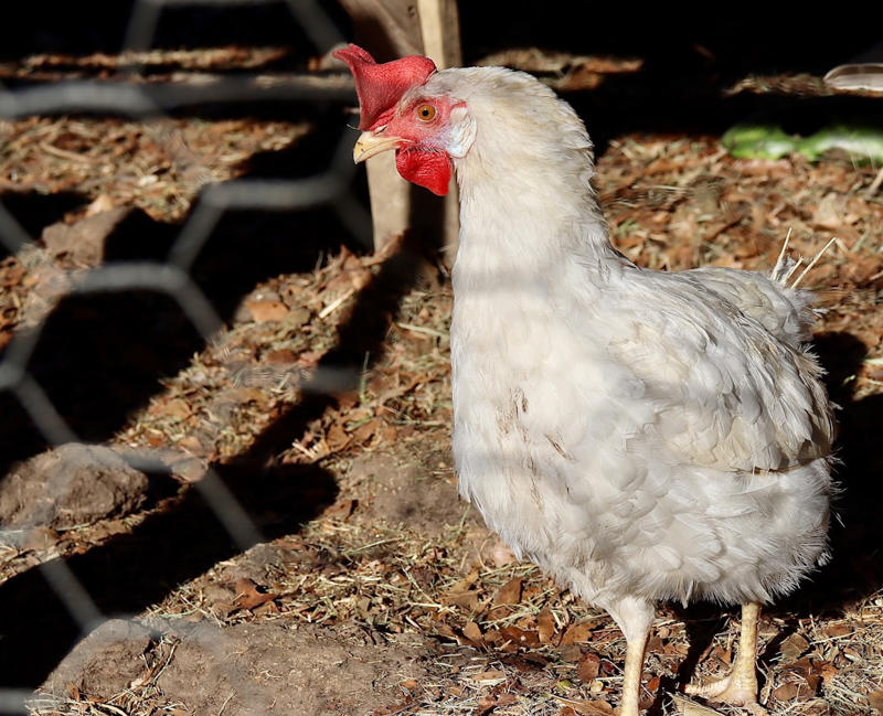 Rhode Island Red, Buff Orpington, Australorp, Plymouth Rock, New Hampshire Red, Wyandotte, Easter Egger