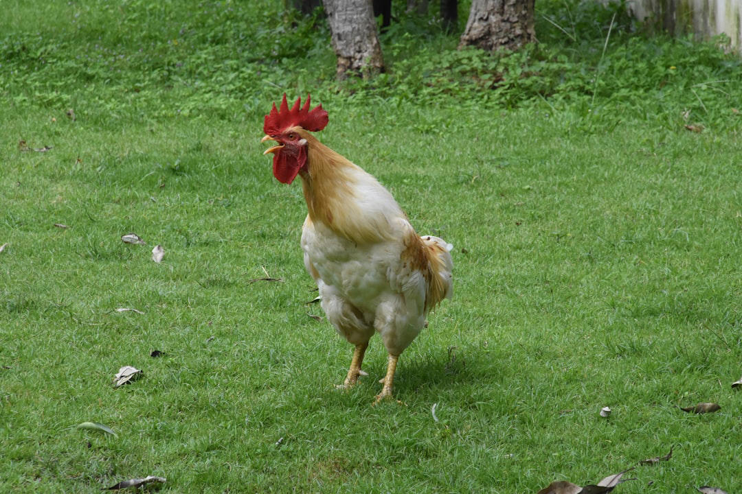 Rhode Island Red, Buff Orpington, Australorp, Plymouth Rock, New Hampshire Red, Wyandotte, Easter Egger