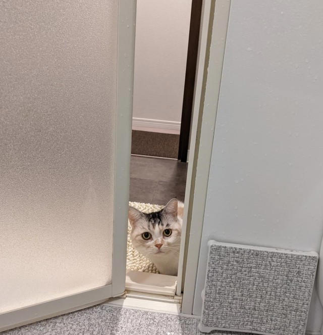 亡き愛猫と同じ模様を持つブリティッシュショートヘアーを迎えて, お迎えから2週間で愛猫が逝去, 保護猫の譲渡を断られて考えた「自分なりの猫助け」, 複数の店舗でたらいまわしにされていた生後6カ月の猫をお迎え, 7歳で「閉塞性肥大型心筋症」が発症, 肥大型心筋症との闘病中に発覚した「慢性腎不全」, 【ペットロスとの向き合い方】愛猫亡き後も“2つの後悔”に苦しんで…