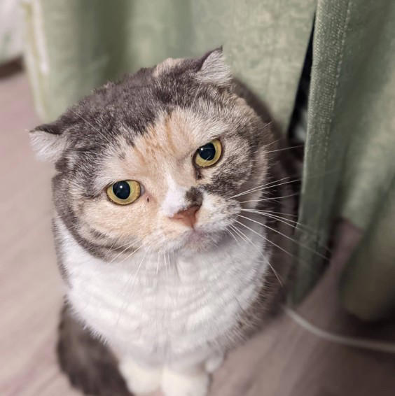 亡き愛猫と同じ模様を持つブリティッシュショートヘアーを迎えて, お迎えから2週間で愛猫が逝去, 保護猫の譲渡を断られて考えた「自分なりの猫助け」, 複数の店舗でたらいまわしにされていた生後6カ月の猫をお迎え, 7歳で「閉塞性肥大型心筋症」が発症, 肥大型心筋症との闘病中に発覚した「慢性腎不全」, 【ペットロスとの向き合い方】愛猫亡き後も“2つの後悔”に苦しんで…