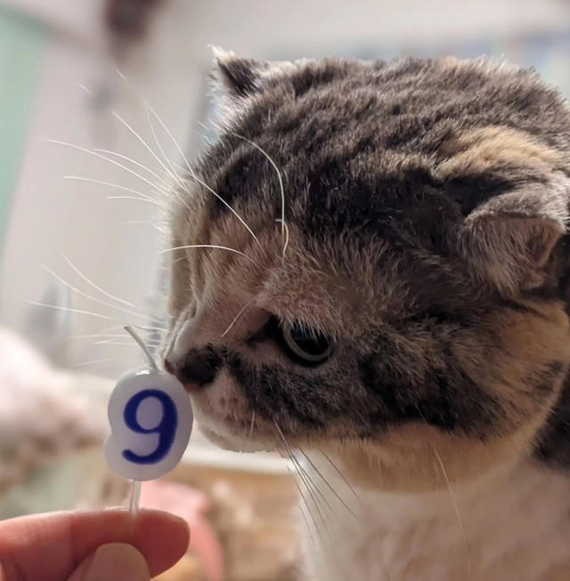 亡き愛猫と同じ模様を持つブリティッシュショートヘアーを迎えて, お迎えから2週間で愛猫が逝去, 保護猫の譲渡を断られて考えた「自分なりの猫助け」, 複数の店舗でたらいまわしにされていた生後6カ月の猫をお迎え, 7歳で「閉塞性肥大型心筋症」が発症, 肥大型心筋症との闘病中に発覚した「慢性腎不全」, 【ペットロスとの向き合い方】愛猫亡き後も“2つの後悔”に苦しんで…