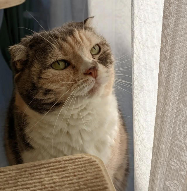 亡き愛猫と同じ模様を持つブリティッシュショートヘアーを迎えて, お迎えから2週間で愛猫が逝去, 保護猫の譲渡を断られて考えた「自分なりの猫助け」, 複数の店舗でたらいまわしにされていた生後6カ月の猫をお迎え, 7歳で「閉塞性肥大型心筋症」が発症, 肥大型心筋症との闘病中に発覚した「慢性腎不全」, 【ペットロスとの向き合い方】愛猫亡き後も“2つの後悔”に苦しんで…