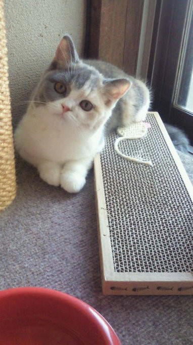 亡き愛猫と同じ模様を持つブリティッシュショートヘアーを迎えて, お迎えから2週間で愛猫が逝去, 保護猫の譲渡を断られて考えた「自分なりの猫助け」, 複数の店舗でたらいまわしにされていた生後6カ月の猫をお迎え, 7歳で「閉塞性肥大型心筋症」が発症, 肥大型心筋症との闘病中に発覚した「慢性腎不全」, 【ペットロスとの向き合い方】愛猫亡き後も“2つの後悔”に苦しんで…