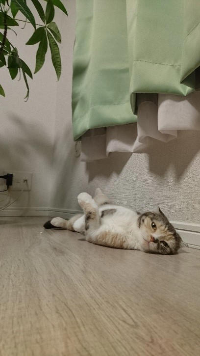 亡き愛猫と同じ模様を持つブリティッシュショートヘアーを迎えて, お迎えから2週間で愛猫が逝去, 保護猫の譲渡を断られて考えた「自分なりの猫助け」, 複数の店舗でたらいまわしにされていた生後6カ月の猫をお迎え, 7歳で「閉塞性肥大型心筋症」が発症, 肥大型心筋症との闘病中に発覚した「慢性腎不全」, 【ペットロスとの向き合い方】愛猫亡き後も“2つの後悔”に苦しんで…