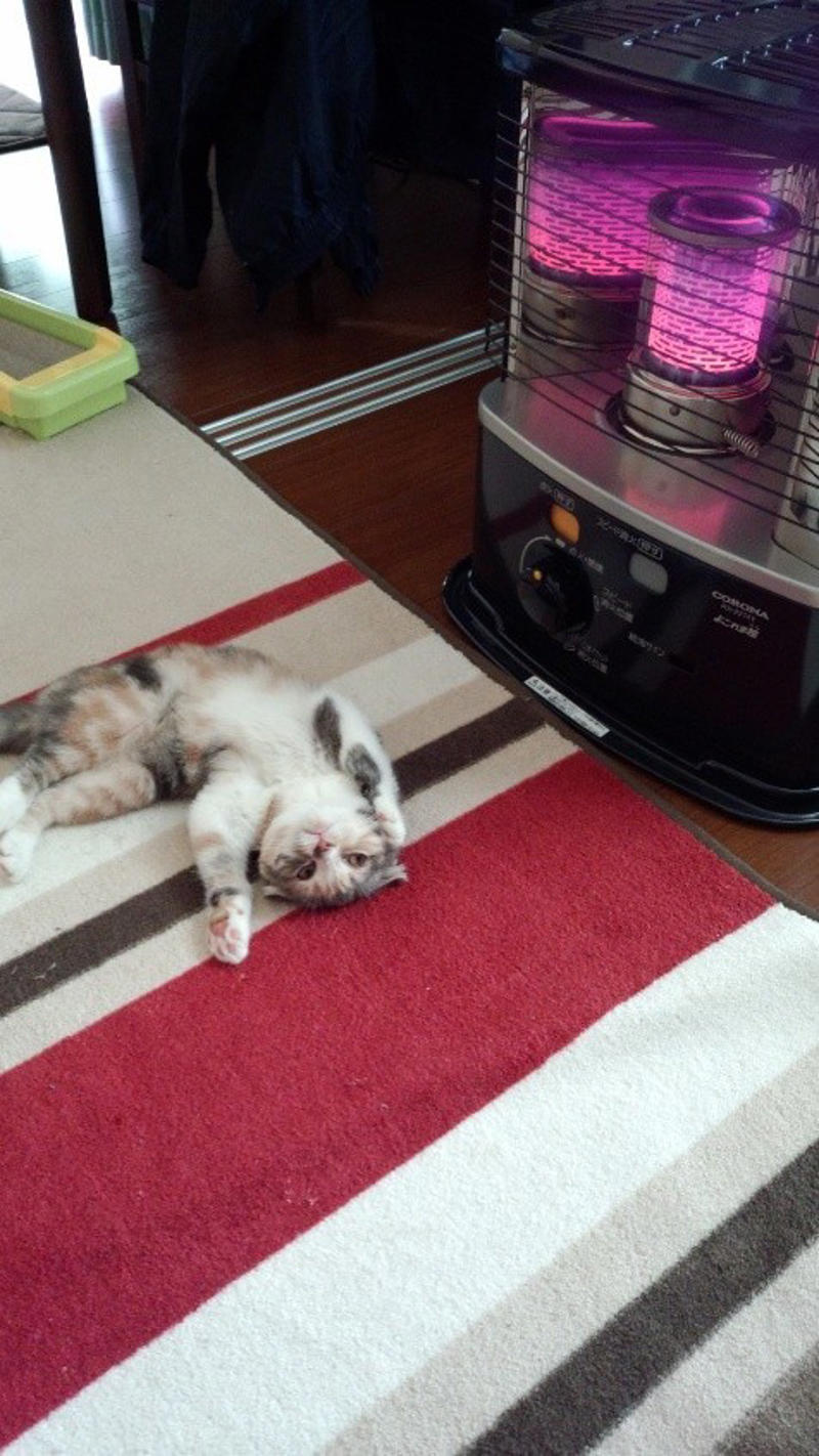 亡き愛猫と同じ模様を持つブリティッシュショートヘアーを迎えて, お迎えから2週間で愛猫が逝去, 保護猫の譲渡を断られて考えた「自分なりの猫助け」, 複数の店舗でたらいまわしにされていた生後6カ月の猫をお迎え, 7歳で「閉塞性肥大型心筋症」が発症, 肥大型心筋症との闘病中に発覚した「慢性腎不全」, 【ペットロスとの向き合い方】愛猫亡き後も“2つの後悔”に苦しんで…