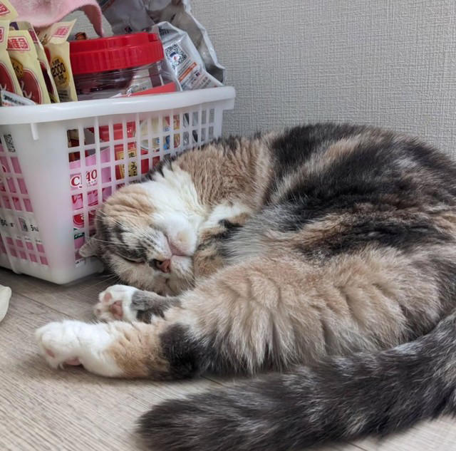 亡き愛猫と同じ模様を持つブリティッシュショートヘアーを迎えて, お迎えから2週間で愛猫が逝去, 保護猫の譲渡を断られて考えた「自分なりの猫助け」, 複数の店舗でたらいまわしにされていた生後6カ月の猫をお迎え, 7歳で「閉塞性肥大型心筋症」が発症, 肥大型心筋症との闘病中に発覚した「慢性腎不全」, 【ペットロスとの向き合い方】愛猫亡き後も“2つの後悔”に苦しんで…
