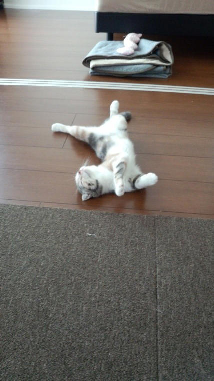 亡き愛猫と同じ模様を持つブリティッシュショートヘアーを迎えて, お迎えから2週間で愛猫が逝去, 保護猫の譲渡を断られて考えた「自分なりの猫助け」, 複数の店舗でたらいまわしにされていた生後6カ月の猫をお迎え, 7歳で「閉塞性肥大型心筋症」が発症, 肥大型心筋症との闘病中に発覚した「慢性腎不全」, 【ペットロスとの向き合い方】愛猫亡き後も“2つの後悔”に苦しんで…