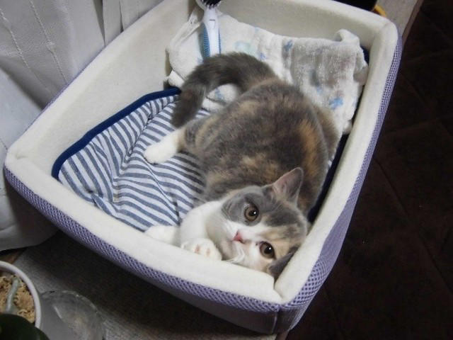 亡き愛猫と同じ模様を持つブリティッシュショートヘアーを迎えて, お迎えから2週間で愛猫が逝去, 保護猫の譲渡を断られて考えた「自分なりの猫助け」, 複数の店舗でたらいまわしにされていた生後6カ月の猫をお迎え, 7歳で「閉塞性肥大型心筋症」が発症, 肥大型心筋症との闘病中に発覚した「慢性腎不全」, 【ペットロスとの向き合い方】愛猫亡き後も“2つの後悔”に苦しんで…