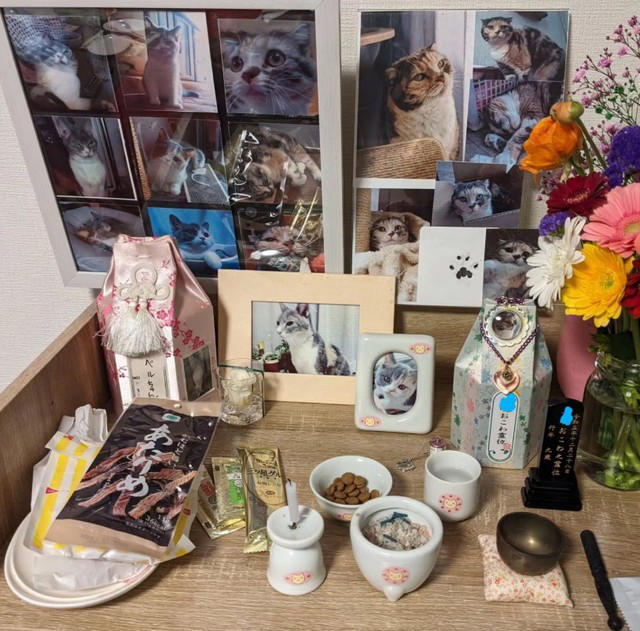 亡き愛猫と同じ模様を持つブリティッシュショートヘアーを迎えて, お迎えから2週間で愛猫が逝去, 保護猫の譲渡を断られて考えた「自分なりの猫助け」, 複数の店舗でたらいまわしにされていた生後6カ月の猫をお迎え, 7歳で「閉塞性肥大型心筋症」が発症, 肥大型心筋症との闘病中に発覚した「慢性腎不全」, 【ペットロスとの向き合い方】愛猫亡き後も“2つの後悔”に苦しんで…