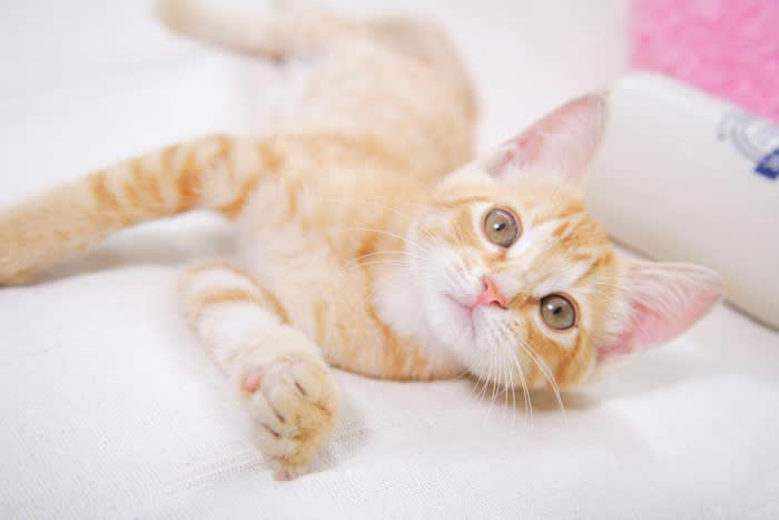 1.ワクワクするから, 2.肉を引き裂こうとする, 3.飼い主さんの気を引きたい, 4.様々な理由から『異食』をしている
