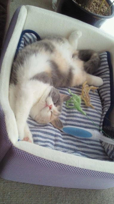 亡き愛猫と同じ模様を持つブリティッシュショートヘアーを迎えて, お迎えから2週間で愛猫が逝去, 保護猫の譲渡を断られて考えた「自分なりの猫助け」, 複数の店舗でたらいまわしにされていた生後6カ月の猫をお迎え, 7歳で「閉塞性肥大型心筋症」が発症, 肥大型心筋症との闘病中に発覚した「慢性腎不全」, 【ペットロスとの向き合い方】愛猫亡き後も“2つの後悔”に苦しんで…