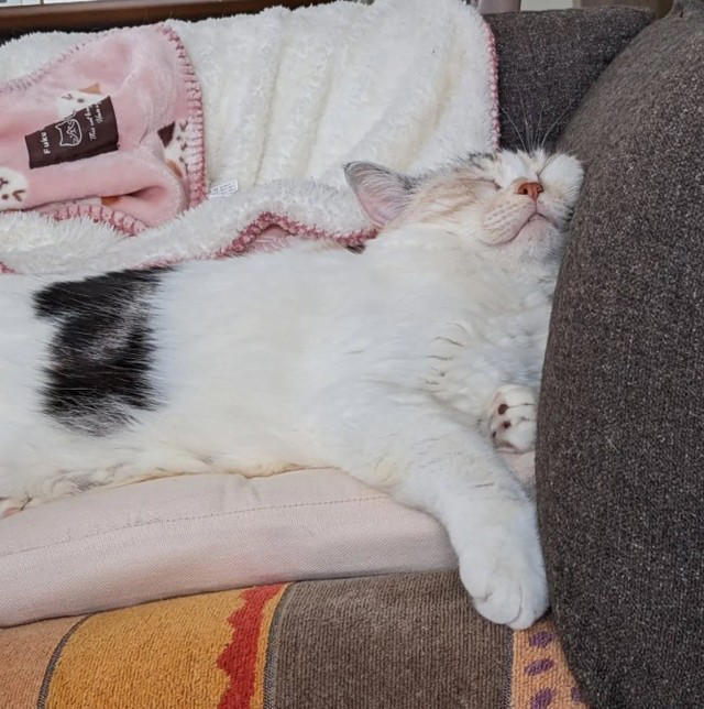 亡き愛猫と同じ模様を持つブリティッシュショートヘアーを迎えて, お迎えから2週間で愛猫が逝去, 保護猫の譲渡を断られて考えた「自分なりの猫助け」, 複数の店舗でたらいまわしにされていた生後6カ月の猫をお迎え, 7歳で「閉塞性肥大型心筋症」が発症, 肥大型心筋症との闘病中に発覚した「慢性腎不全」, 【ペットロスとの向き合い方】愛猫亡き後も“2つの後悔”に苦しんで…