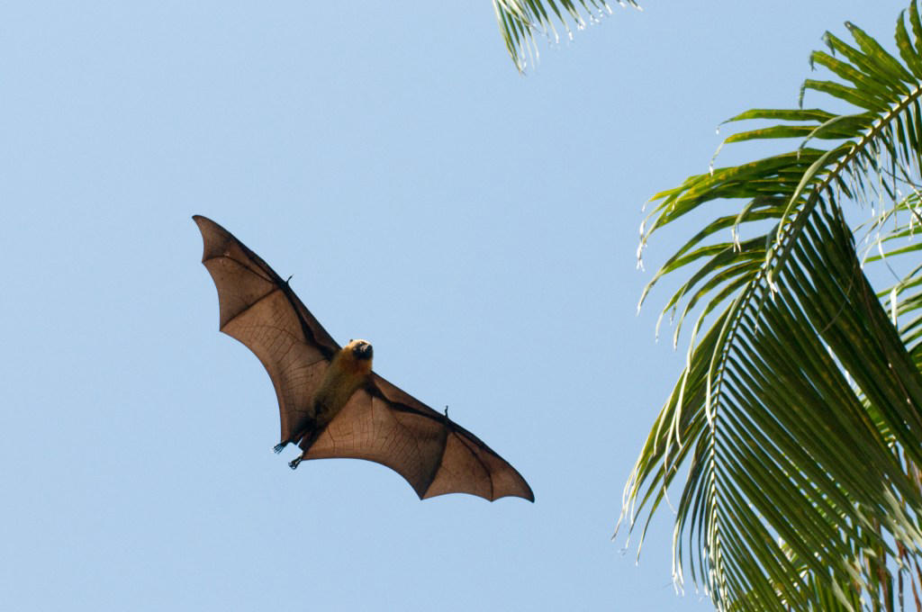 What did the researchers find?, Why is this concerning?, What did the researchers do?, The issue with bats