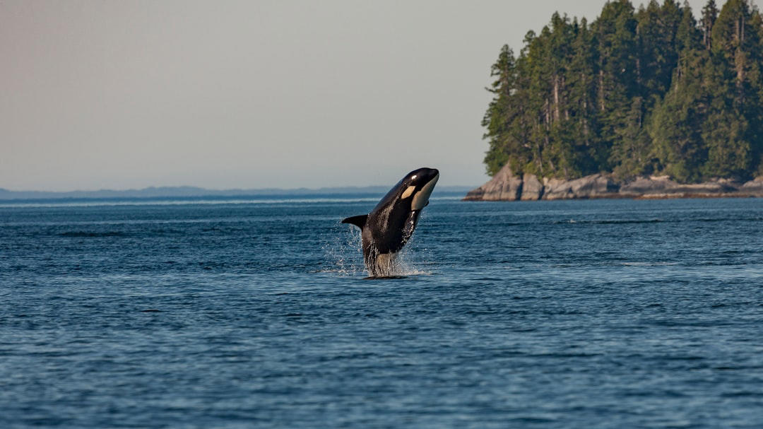 7. Orcas 10. Beluga Whales, 9. Caribou, 8. Mountain Goats, 7. Orcas, 5. Bison, 4. Grizzly Bears, 3. Moose, 2. Polar Bears, 1. Spirit Bears