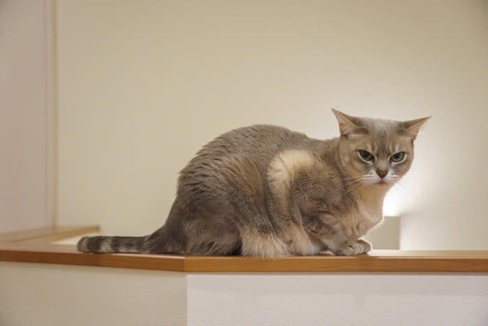 「階段・吹き抜け」の猫への危険やトラブル, 1.高所から転落の危険, 2.階段から転落、転倒, 3.フライングキャットシンドローム, 猫の階段・吹き抜けの危険対策, 階段や吹き抜けに猫が行かれないようにする, 転落防止柵やネットを設置する, 滑らないようにする