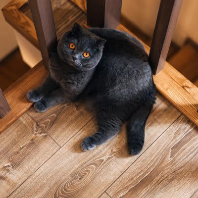 「階段・吹き抜け」の猫への危険やトラブル, 1.高所から転落の危険, 2.階段から転落、転倒, 3.フライングキャットシンドローム, 猫の階段・吹き抜けの危険対策, 階段や吹き抜けに猫が行かれないようにする, 転落防止柵やネットを設置する, 滑らないようにする