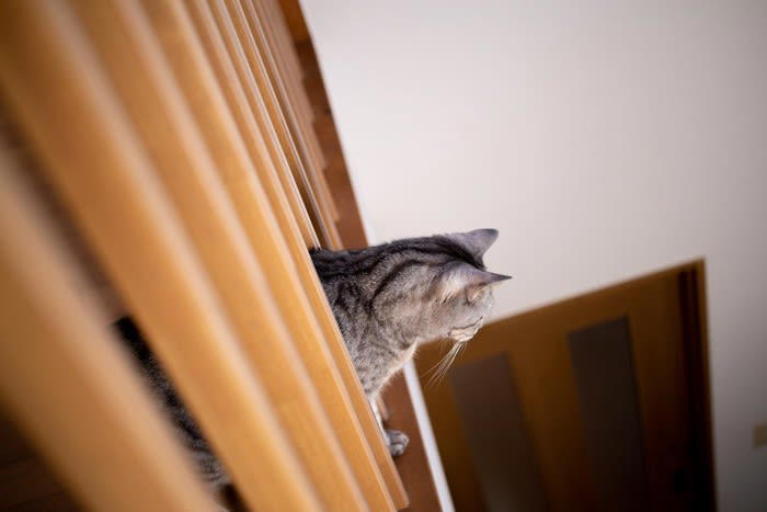 「階段・吹き抜け」の猫への危険やトラブル, 1.高所から転落の危険, 2.階段から転落、転倒, 3.フライングキャットシンドローム, 猫の階段・吹き抜けの危険対策, 階段や吹き抜けに猫が行かれないようにする, 転落防止柵やネットを設置する, 滑らないようにする