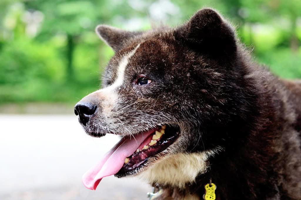 Hachiko as a Symbol of Hope After Disaster The Intoxicating World of Scent Adventures, Freedom to Run at Full Speed, Social Interactions with Fellow Canines, Meeting New Human Friends, The Thrill of Chasing Moving Objects, Exploring Different Textures and Surfaces, Water Features and Swimming Opportunities, Rolling and Digging in Natural Environments, Finding and Investigating Interesting Objects, Off-Leash Exercise and Natural Movement, Seasonal Changes and Weather Variations, Territory Marking and Scent Communication, Overwhelming Noise and Commotion, Aggressive or Unpredictable Dogs, Overwhelming Crowds and Lack of Escape Routes