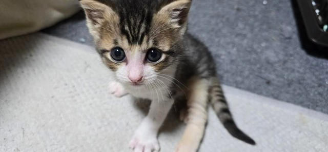 とてつもなく重要なステッカーだった！, もし飼い主が出先で「事故」や「災害」に遭ったら…, 亡き飼い主が生前に準備した「愛猫」の未来, 「その後」を考えておくことも飼い主の責任, 大切な家族の一員だから