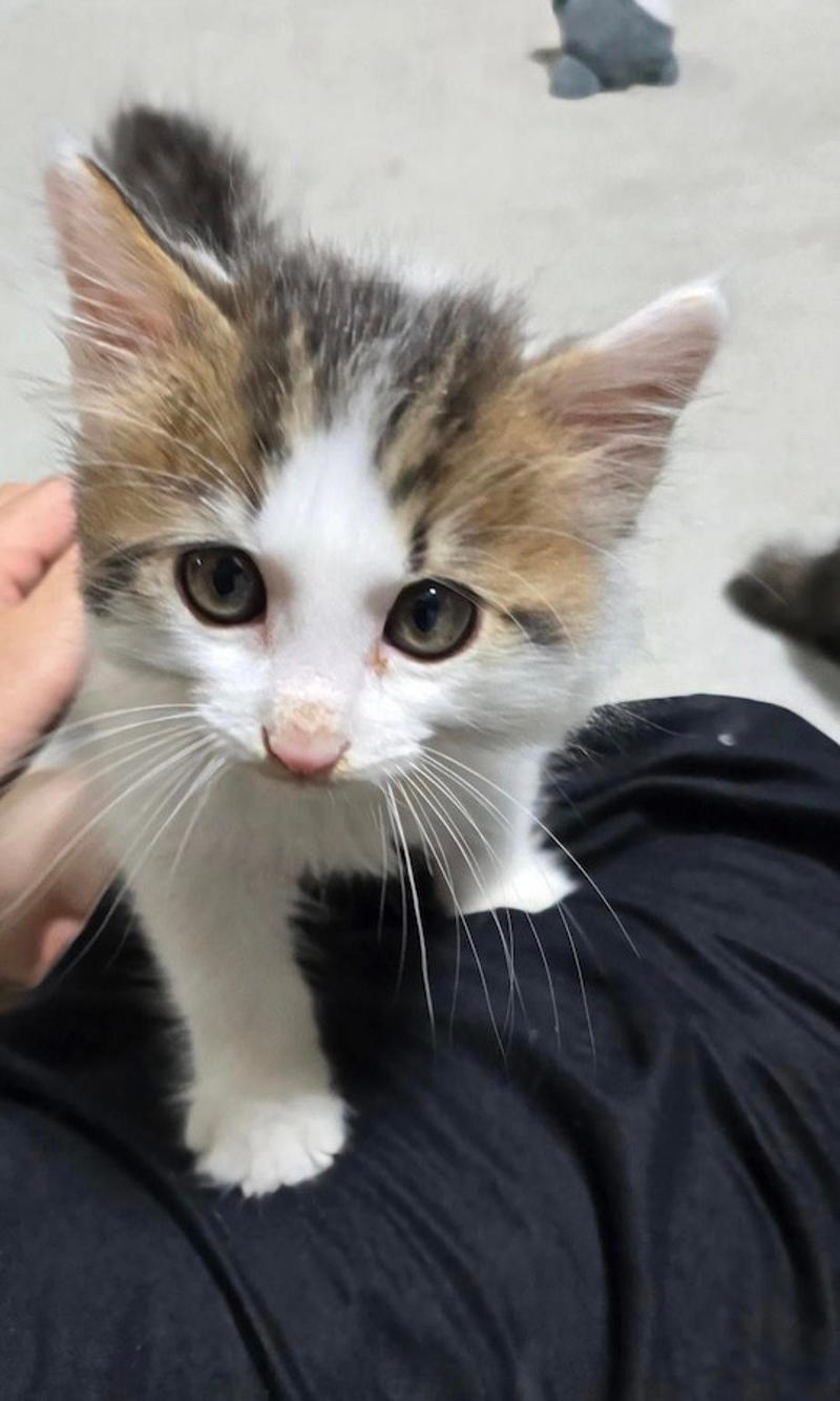 とてつもなく重要なステッカーだった！, もし飼い主が出先で「事故」や「災害」に遭ったら…, 亡き飼い主が生前に準備した「愛猫」の未来, 「その後」を考えておくことも飼い主の責任, 大切な家族の一員だから