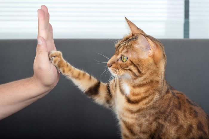 ペットロスの起こり得る4つの症状, 1.深い悲しみによる情緒の不安定, 2.食欲不振や睡眠障害などの身体症状, 3.日常への無気力や社会的孤立, 4.愛猫の気配を感じ続ける感覚, ペットロスの乗り切り方
