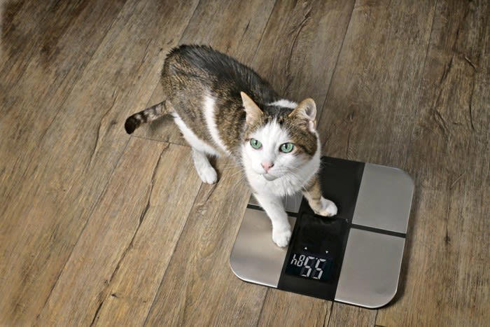 1.室内飼いをやめてしまう, 2.適切な食事制限をしない, 3.病院に連れて行かない, 4.しつけを怠る