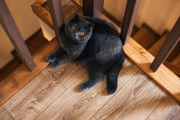 「階段・吹き抜け」の猫への危険やトラブル, 1.高所から転落の危険, 2.階段から転落、転倒, 3.フライングキャットシンドローム, 猫の階段・吹き抜けの危険対策, 階段や吹き抜けに猫が行かれないようにする, 転落防止柵やネットを設置する, 滑らないようにする