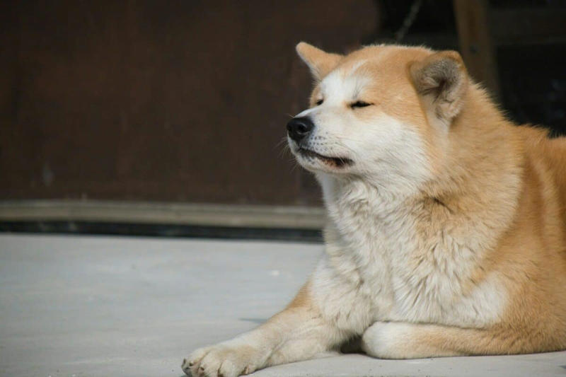 The Timeless Lessons of Hachiko's Legacy 12. Persistent Destructive Behavior, 11. Seemingly Impossible Housetraining, 10. Leash Reactivity and Aggression, 9. Selective Listening and Recall Challenges, 8. Excessive Barking That Won't Stop, 7. Resource Guarding and Food Aggression, 6. Separation Anxiety and Isolation Distress, 5. Jumping on People Despite Corrections, 4. Counter-Surfing and Food Theft, 3. Car Anxiety and Travel Issues, 2. Persistent Digging and Yard Destruction, 1. Pulling on Leash Despite Training