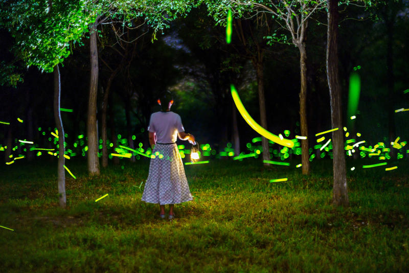 夜を照らす甲虫たち, 警告のサインから、夏の恋へ, すべてのホタルが同じように光るわけではない, 幻想的なホタルのショー, 世界中の文化における光り輝く象徴, 自然がそのタイミングを決める, 暖かい天候下では出現も早まる, ホタルが輝きを放つ北米の場所, ホタルが輝きを放つ北米の地, ホタルが生きていくために必要なもの, 自宅の裏庭が生物多様性とどう関わっているのか, 人工の光がホタルの輝きを弱めている理由, 照明がホタルの輝きを弱めている理由, ホタルの幼虫が湿度を必要とする理由, 都市化がホタルの生息地を奪っている理由, 農薬などの化学物質がホタルに害を及ぼしている理由, 農業がホタルの味方となるとき、敵となるとき, すべてのホタルが同じ脅威にさらされているわけではない, ホタルと生態系のバランス, ホタルが輝きを取り戻すために私たちができること, 保護区がホタルの安全なすみかとなる, 身近な種類が危機に直面している, 身近なホタルの台頭, ホタルの種類を知ることが大切な理由, データとテクノロジーがホタルの保護に役立つ理由, データとテクノロジーがホタルの保護を後押ししている理由, 市民の関心がホタルを救う理由, では、最後の世代ではない？