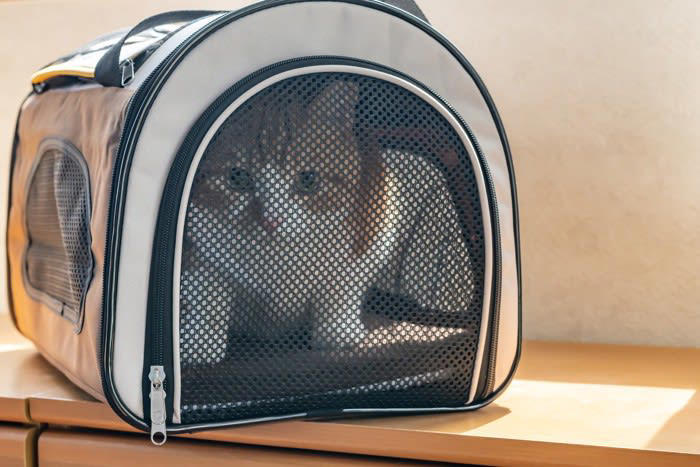1.室内飼いをやめてしまう, 2.適切な食事制限をしない, 3.病院に連れて行かない, 4.しつけを怠る