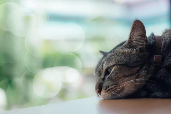 1.室内飼いをやめてしまう, 2.適切な食事制限をしない, 3.病院に連れて行かない, 4.しつけを怠る