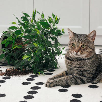 1.室内飼いをやめてしまう, 2.適切な食事制限をしない, 3.病院に連れて行かない, 4.しつけを怠る